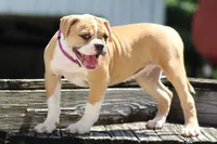 Libby, a female American Bulldog for sale in Zanesville, OH – 5 of 9