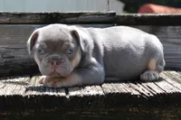 Buggs, a male French Bulldog for sale in Zanesville, OH – 5 of 9