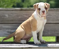 Chloe, a female American Bulldog for sale in Zanesville, OH – 5 of 10