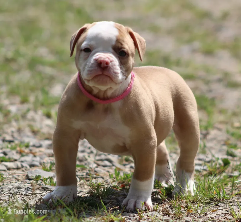 Sadie – American Bulldog puppy for sale in Zanesville, OH