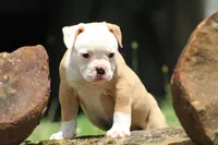Amber, a female American Bulldog for sale in Zanesville, OH – 2 of 10