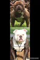 Ivy, a female Olde English Bulldogge for sale in Zanesville, OH – 5 of 6