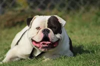 Buster, a male American Bulldog for sale in Zanesville, OH – 3 of 9