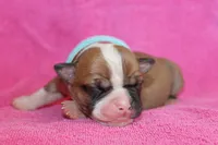 Miley, a female American Bulldog for sale in Zanesville, OH – 1 of 5