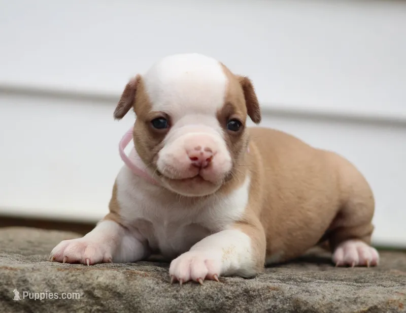 Chloe – American Bulldog puppy for sale in Zanesville, OH