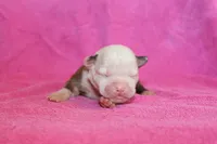Amber, a female American Bulldog for sale in Zanesville, OH – 2 of 5