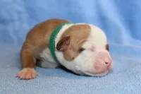 Gunner, a male American Bulldog for sale in Zanesville, OH – 4 of 5