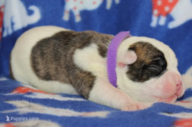 Amber – Olde English Bulldogge puppy for sale in Zanesville, OH