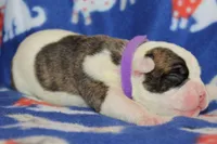 Amber, a female Olde English Bulldogge for sale in Zanesville, OH – 1 of 4