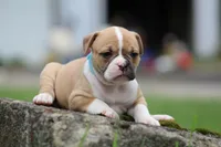 Libby, a female American Bulldog for sale in Zanesville, OH – 3 of 4