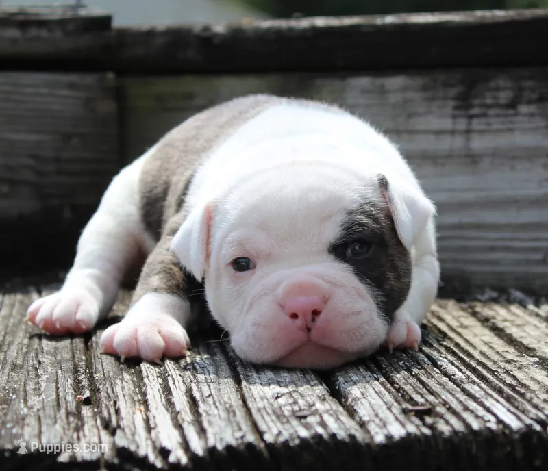 Envy – Olde English Bulldogge puppy for sale in Zanesville, OH