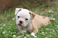 Amber, a female American Bulldog for sale in Zanesville, OH – 6 of 10