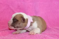 Chloe, a female American Bulldog for sale in Zanesville, OH – 3 of 5