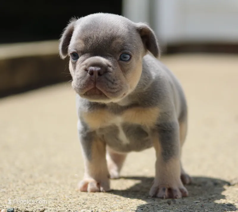 Buggs – French Bulldog puppy for sale in Zanesville, OH