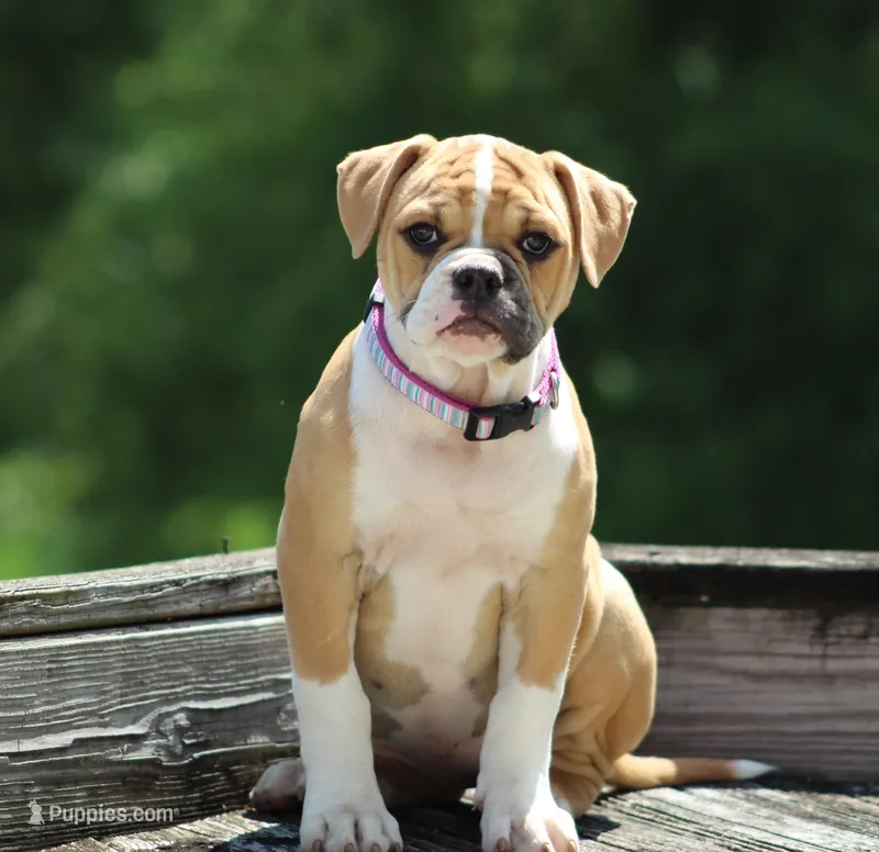 Libby – American Bulldog puppy for sale in Zanesville, OH