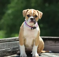 Libby, a female American Bulldog for sale in Zanesville, OH – 4 of 9