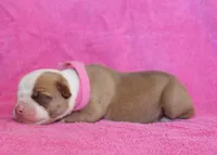 Sadie, a female American Bulldog for sale in Zanesville, OH – 3 of 4