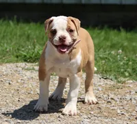 Chloe, a female American Bulldog for sale in Zanesville, OH – 8 of 10