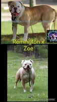 Chloe, a female American Bulldog for sale in Zanesville, OH – 10 of 10