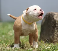 Amber, a female American Bulldog for sale in Zanesville, OH – 3 of 10