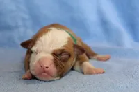 Gunner, a male American Bulldog for sale in Zanesville, OH – 3 of 5