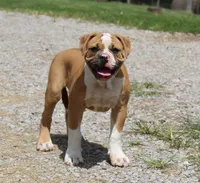 Stetson, a male American Bulldog for sale in Zanesville, OH – 6 of 9