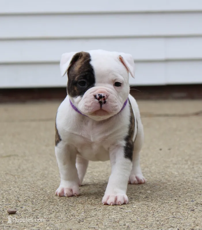 Amber – Olde English Bulldogge puppy for sale in Zanesville, OH