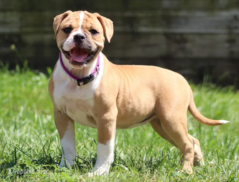 Libby – American Bulldog puppy for sale in Zanesville, OH