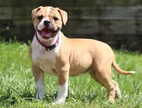 Libby, a female American Bulldog for sale in Zanesville, OH – 2 of 9