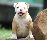 Amber, a female American Bulldog for sale in Zanesville, OH – 7 of 10