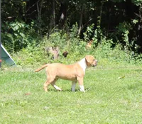 Stetson, a male American Bulldog for sale in Zanesville, OH – 4 of 9