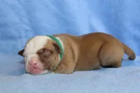 Gunner, a male American Bulldog for sale in Zanesville, OH – 2 of 5