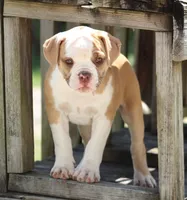 Chloe, a female American Bulldog for sale in Zanesville, OH – 6 of 10