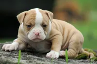 Lacie, a female American Bulldog for sale in Zanesville, OH – 1 of 10