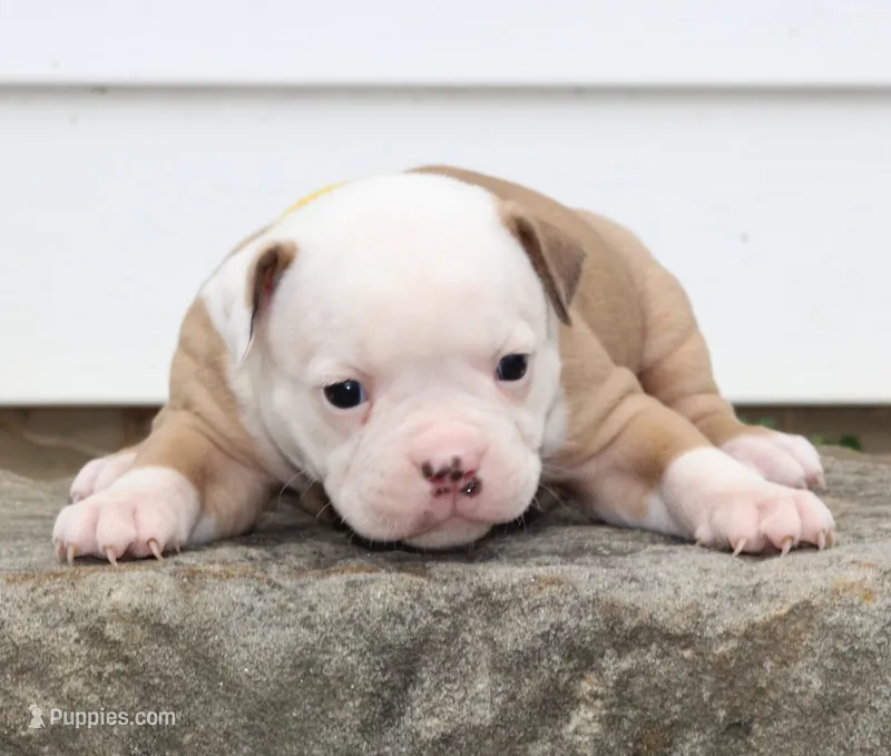 Amber – American Bulldog puppy for sale in Zanesville, OH