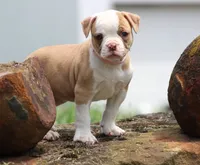 Chloe, a female American Bulldog for sale in Zanesville, OH – 10 of 10