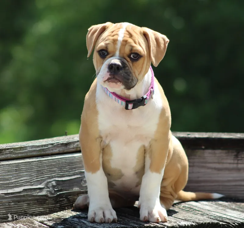 Libby – American Bulldog puppy for sale in Zanesville, OH