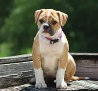 Libby, a female American Bulldog for sale in Zanesville, OH – 3 of 9