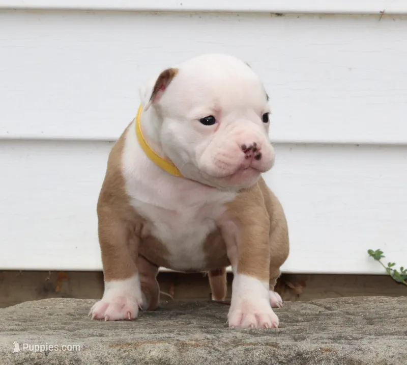 Amber – American Bulldog puppy for sale in Zanesville, OH
