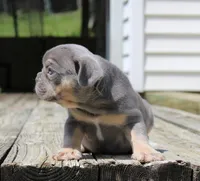 Buggs, a male French Bulldog for sale in Zanesville, OH – 6 of 9