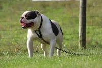 Buster, a male American Bulldog for sale in Zanesville, OH – 5 of 9