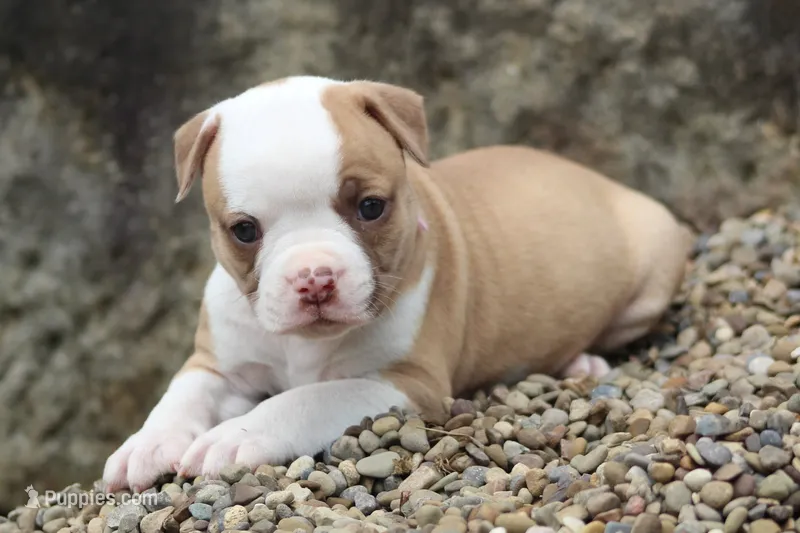 Chloe – American Bulldog puppy for sale in Zanesville, OH