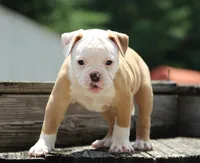 Amber, a female American Bulldog for sale in Zanesville, OH – 10 of 10