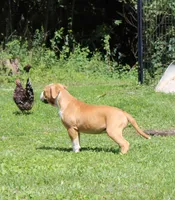 Stetson, a male American Bulldog for sale in Zanesville, OH – 8 of 9
