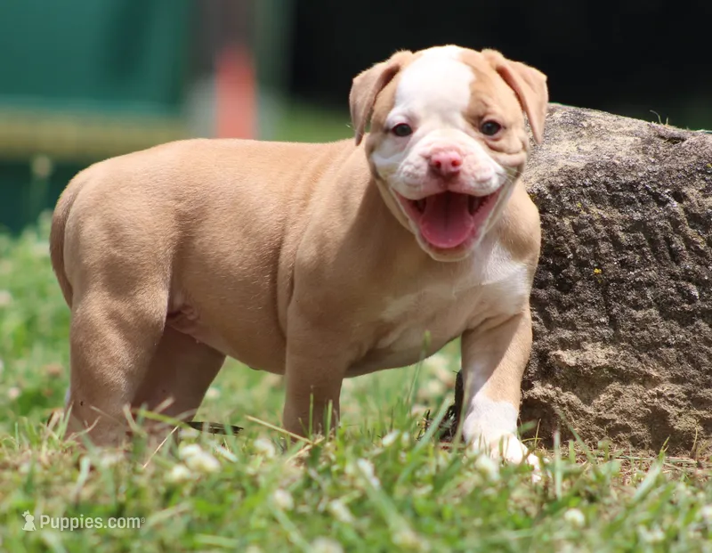 Sadie – American Bulldog puppy for sale in Zanesville, OH