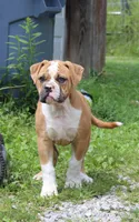 Stetson, a male American Bulldog for sale in Zanesville, OH – 2 of 9