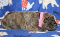 Ivy, a female Olde English Bulldogge for sale in Zanesville, OH – 4 of 6