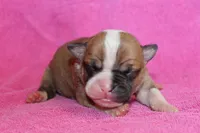 Miley, a female American Bulldog for sale in Zanesville, OH – 2 of 5