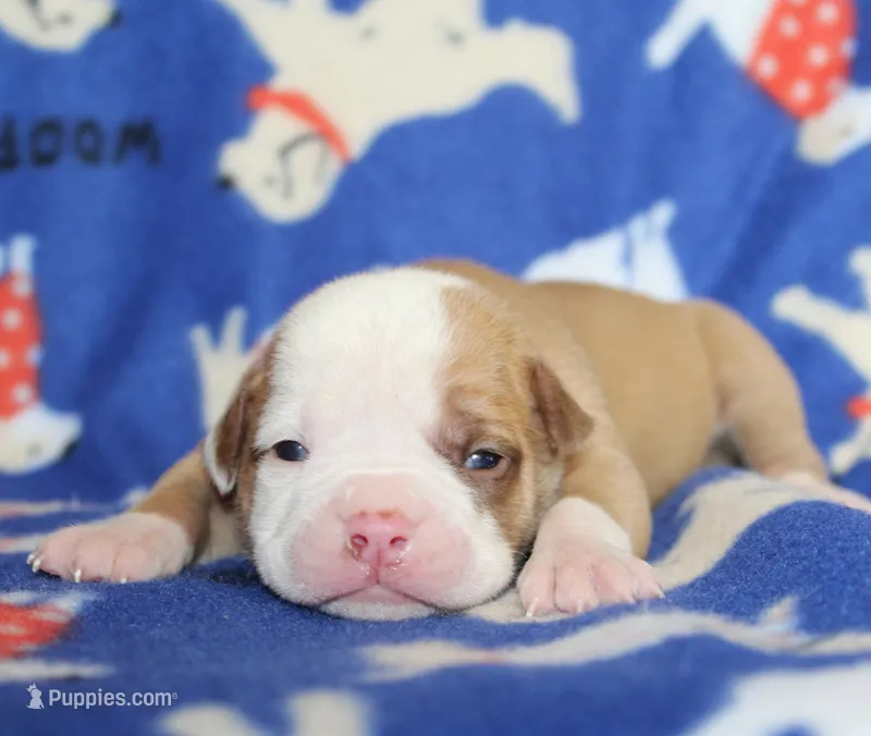 Sadie – American Bulldog puppy for sale in Zanesville, OH