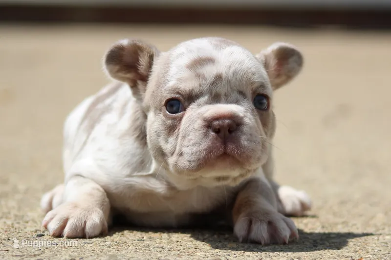 Izzy – French Bulldog puppy for sale in Zanesville, OH